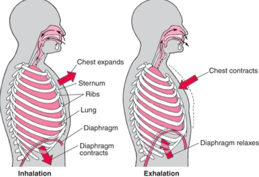 chest inspiration expiration diaphragm functions