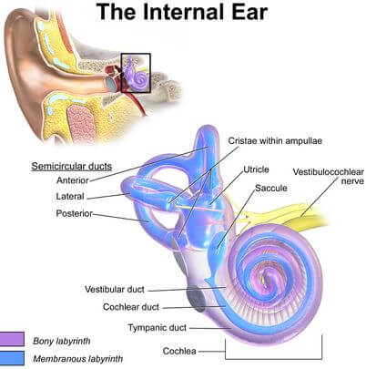 inner ear anatomy