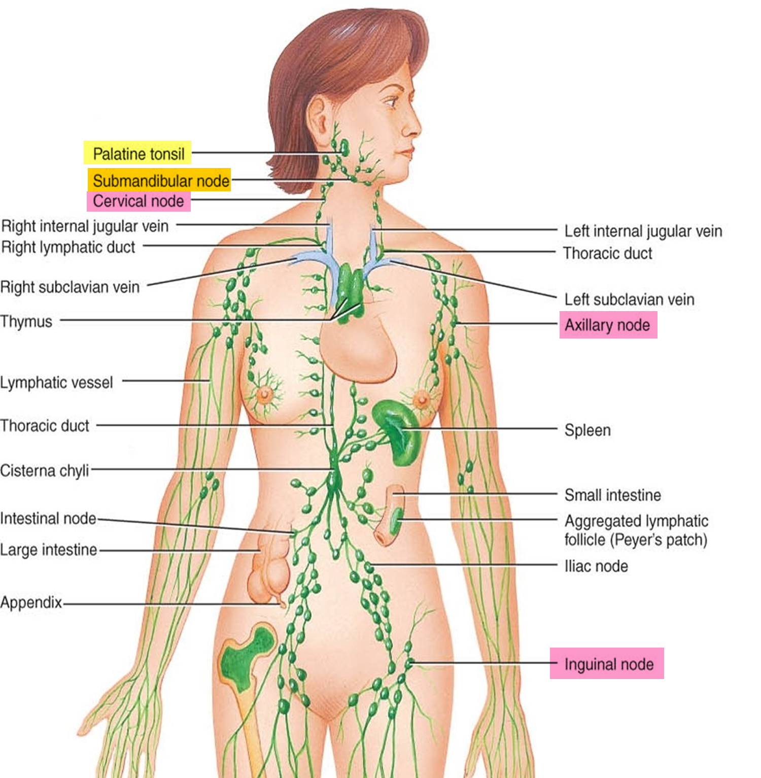 Locations-of-major-lymph-nodes-1