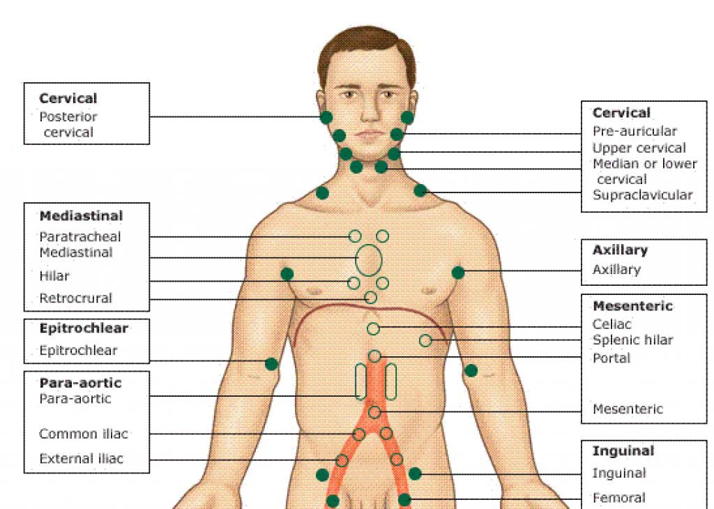 Anatomy Location Lymph Nodes All In One Photos