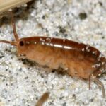 What Are Sand Flea Bites? How Do Flea Bites Look Like?